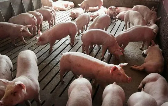 African Swine Flu: केरल में अफ़्रीकी स्वाइन फ्लू से दहशत, सरकार ने लिया ये फैसला