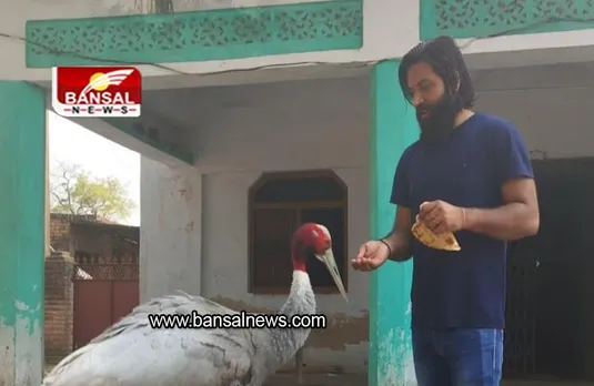 Uttar Pradesh: गायब हुआ सारस रायबरेली sanctuary में मिला, वन अधिकारियों का दावा