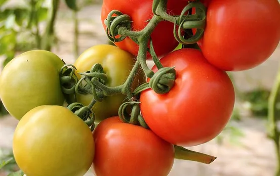 Tomato Price Hike: महंगे टमाटर ने बिगाड़ा खाने का जायका और स्वाद, ये हैं टमाटर के बढ़िया और सस्ते विकल्प