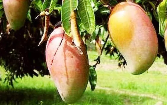 Disadvantages of Mango: इन व्यक्तियों को नहीं खाना चाहिए आम, वरना हो सकते हैं ये गंभीर परिणाम