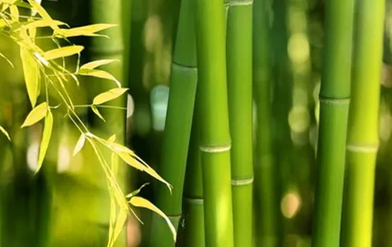 Naya Sansad Bhavan: अगरतला से आए बांस से हुई न्यू पार्लियामेंट बिल्डिंग की फ्लोरिंग, जानें त्रिपुरा बांस की खासियतें