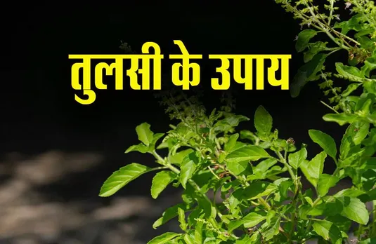 Vastu Tips: पर्स में रखें तुलसी का एक पत्ता, दूर होंगी ये सात तकलीफें, ये है तरीका