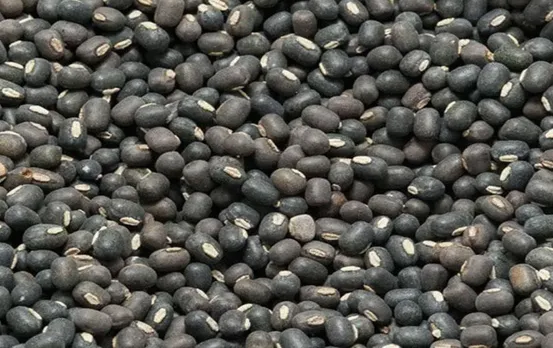 Benefits Of Urad Daal:  डेली इस चीज को खानें से दिखेंगे जवां, स्किन पर आएगा निखार