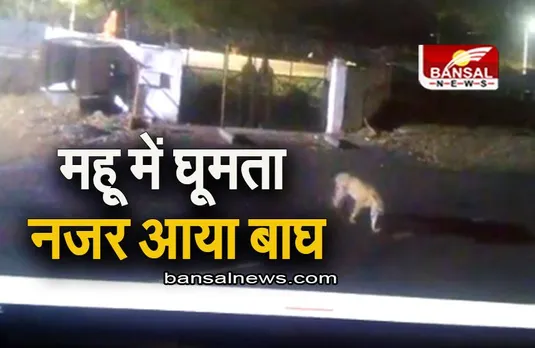 MP NEWS: इंदौर जिले के महू में घूमता नजर आया बाघ, सीसीटीवी वीडियो आया सामने