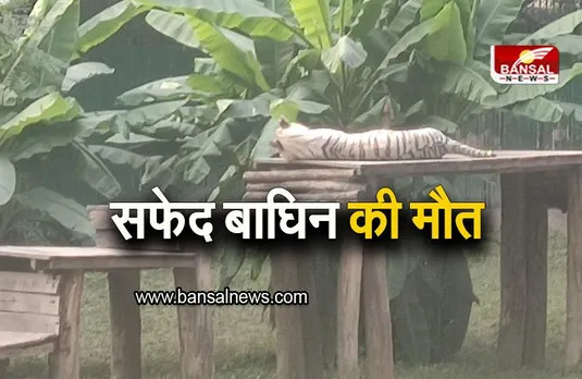 Delhi Zoo: सबसे उम्रदराज सफेद बाघिन की मौत, इस बीमारी से थी पीड़ित, देखें तस्वीरें