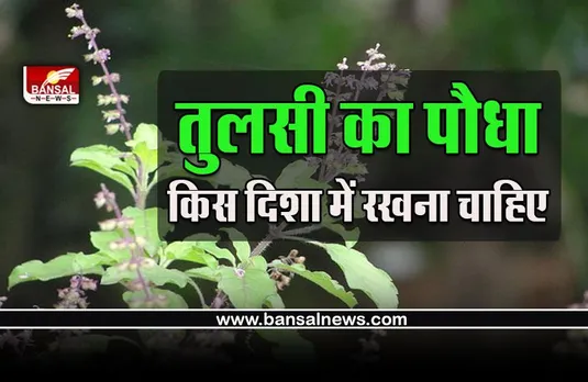 Vastu Tips For Tulsi : दक्षिण दिशा में क्यों नहीं रखना चाहिए तुलसी का पौधा, क्या कहता है वास्तु