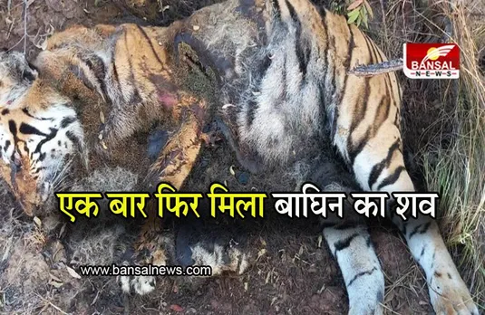 MP NEWS: शहडोल के जंगलों में मिला बाघिन का शव, कहीं शिकार तो नहीं?