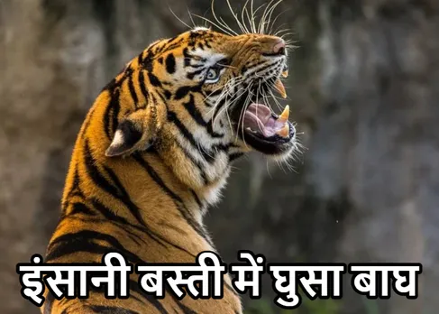 Viral Video 2023: गांव में घुसा खूंखार बाघ! बछिया को दबोचा, फिर ऐसा कुछ हुआ कि वापस भागना पड़ा