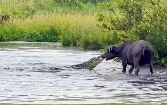 Viral Video: मगरमच्छ और भैंस के बीच हुई भयंकर लड़ाई, देखें कौन जीता, वायरल हुआ वीडियो