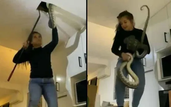 Viral Video: निडर महिला ने दो विशाल अजगरों को बाहर निकाला, देखें पूरा वीडियो