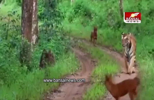 Watch: जंगली कुत्तों ने बाघ को घेरा, फिर क्या हुआ, देखें वीडियो