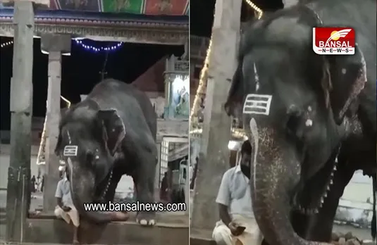 Elephant Video: महावत को फोन चलाता देख, हाथी भी नहीं रोक पाया अपने आप, देखें क्यूट वीडियो