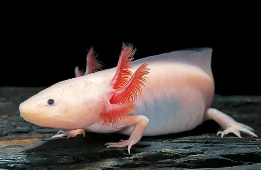 Axolotl Fish: बेहद अद्भुत! शरीर के अंगों को दोबारा विकसित कर लेता है ये जीव, जानिए कैसे