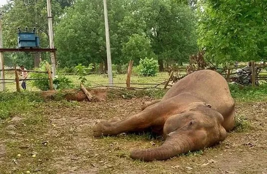 India's Oldest Elephant: 89 वर्ष की उम्र में हाथी बिजुली प्रसाद का निधन, शाही जीवन जी रहा था हाथी