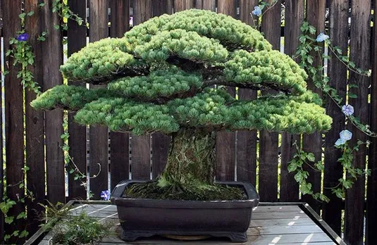 Bonsai Tree Most Expensive: ना फल देता है और ना ही लकड़ी देता है ये पेड़, खरीदने के लिए चुकाने पड़ेगें करोड़ों रूपए