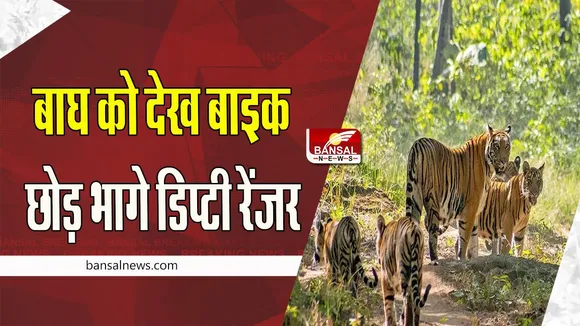 MP Satpura Tiger Reserve: अचानक एक साथ तीन बाघों को देख उड़े होश ! बाइक छोड़ भागे डिप्टी रेंजर