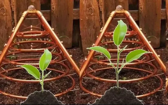 Agricultural Technology: यहां फसलों को दिया जाता है बिजली का झटका, वजह जानकर हैरान हो जाएंगे आप