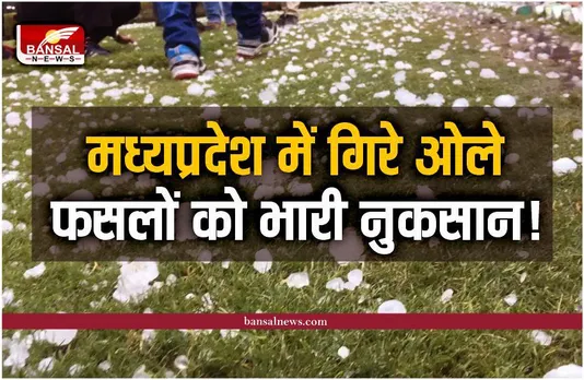 Breaking News : मध्यप्रदेश में बारिश के साथ गिरे ओले, फसल को भारी नुकसान