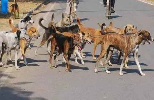 Kerala News: केरल में कुत्तों का आतंक जारी, 5 साल के बच्चे पर किया हमला