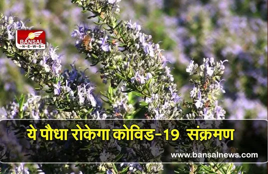 Covid 19 treatment: ये पौधा रोकेगा कोवीड-19 संक्रमण :अध्ययन