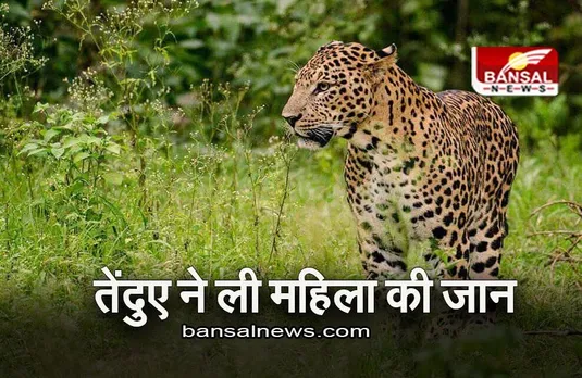 Gujarat: तेंदुए ने ली 70 वर्षीय महिला की जान, दुकान जाते वक्त हुई घटना