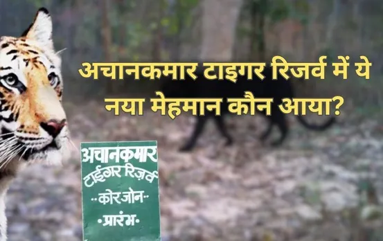बिलासपुर के अचानकमार टाइगर रिजर्व में इस नए जानवर की दस्तक: तस्वीर सामने आने के बाद हो रही चर्चा, कौन है ये नया मेहमान