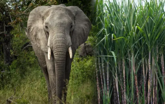 Chhattisgarh News: छत्तीसगढ़ में दंतैल हाथियों का उत्पात, बाड़ियों को कर रहे हैं बर्बाद; ग्रामीणों में खौफा का महोल