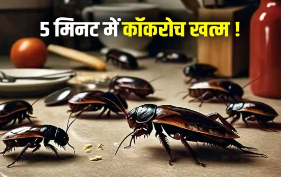 Get Rid of Cockroaches: इन घरेलू नुस्खों से किचन में दोबारा नहीं दिखेंगे कॉकरोच, 5 मिनट में होगा काम, नोट कर लें तरीका