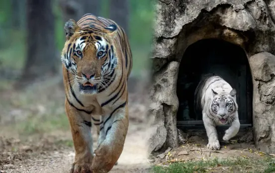 International Tiger day: जानें कैसे की जाती है टाइगर्स की गिनती, कैसे करते हैं संवाद? पढ़िए उनसे जुड़े दिलचस्प फैक्ट