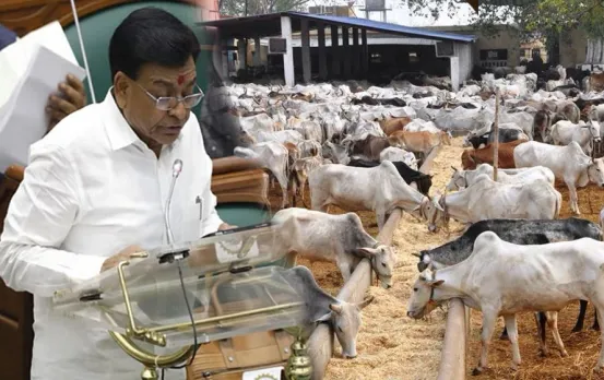 MP बजट में बढ़ाई गौशालाओं के लिए राशि: एक गाय पर होने वाला खर्च किया दोगुना; गौरक्षा के लिए इतने करोड़ का प्रावधान
