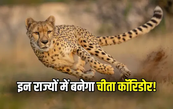 MP Cheetah Corridor News