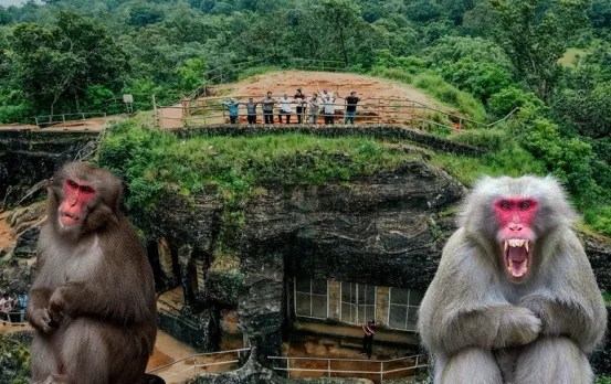 पचमढ़ी में बंदरों का आतंक: पर्यटकों के गाल में जड़ रहे चांटे, 100 मीटर दूर सुनी जाती है आवाज, कहीं और किया जाएगा शिफ्ट