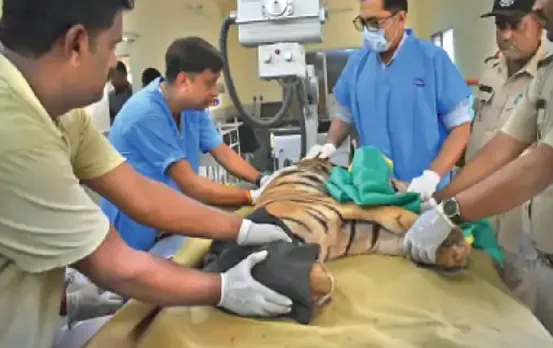 MP Tiger News: भोपाल के वन विहार लाए गए बाघ शावक; दोनों की हालत गंभीर, डॉक्टर्स बोले- खाना खाया तो बच जाएंगे