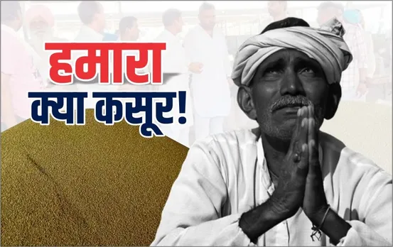 MP में मूंग उत्पादक किसानों को 810 करोड़ का नुकसान: 1 हेक्टेयर में मूंग का उत्पादन 15 क्विटंल, सरकार खरीद रही आधा