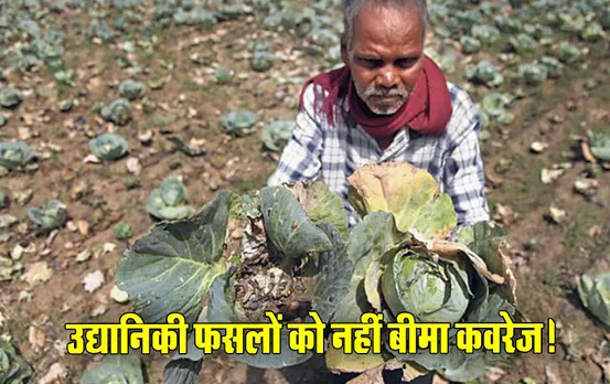 5 साल से नहीं हो रहा फसल बीमा: क्लेम का अधिकार नहीं मुआवजे की दया पर निर्भर 36.79 लाख से अधिक किसानों की उद्यानिकी फसल