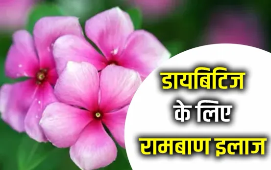Sadabahar Flower For Diabetes: शुगर की टेबलेट बंद कर देगा ये फूल, डायबिटीज मरीज रोज चबाएं इसकी 3 से 4 पत्‍तियां