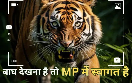 मध्य प्रदेश में बढ़ रहा बाघ पर्यटन: दो साल में दोगुने हुए पर्यटक, 13 प्रतिशत आय भी बढ़ी, आप भी यहां उठा सकते हैं लुत्फ