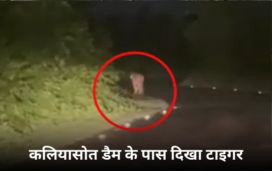 Tiger In Kaliyasot Dam: भोपाल के कलियासोत डैम के पास दिखा टाइगर, 2 दिन में इस क्षेत्र में तीसरी बार दिखा मूवमेंट