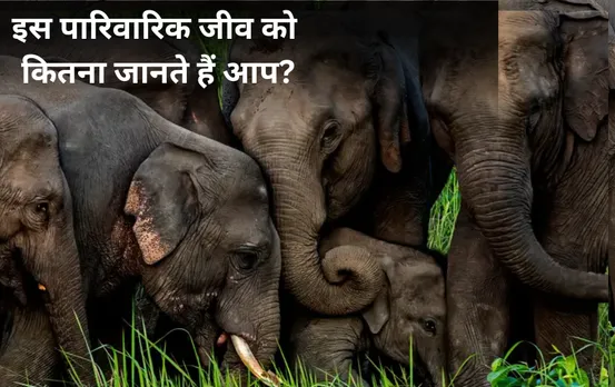 Elephant Day 2024: मनुष्य की तरह पारिवारिक होते हैं हाथी, एलीफेंट की ये खूबियां भी जान लीजिए