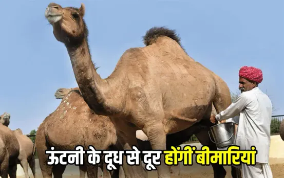 ऊंटनी का दूध है शुगर मरीजों के लिए अमृत: इस दूध में छिपे हैं अनेकों फायदे, जानें कितने रुपए लीटर मिलेगा दूध