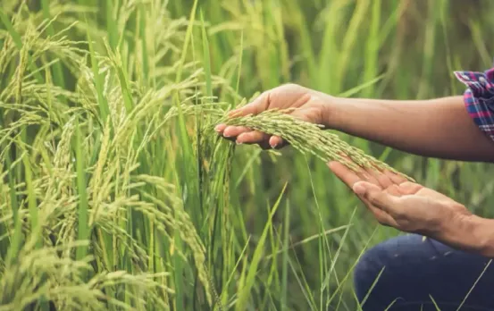 Career in Agriculture: एग्रीकल्चर सेक्टर में बना सकते हैं शानदार करियर, कर सकते हैं लाखों की कमाई