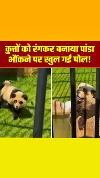 चीन में कुत्ते को रंगकर पांडा बनाया, भौंकने पर सच्चाई सामने आई