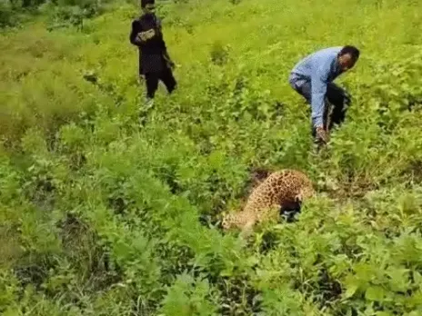 इंसान बने जानवर: घायल तेंदुए को पूंछ पकड़कर परेशान करते रहे लोग, इलाज के लिए ले जाते समय रास्ते में मौत