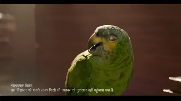 bird influencer