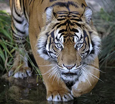 Animal Planet celebrates India's national animal with month-long programming