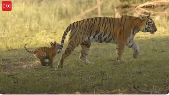 Times of India's 'Saving Our Stripes' campaign draws praise from PM Narendra Modi