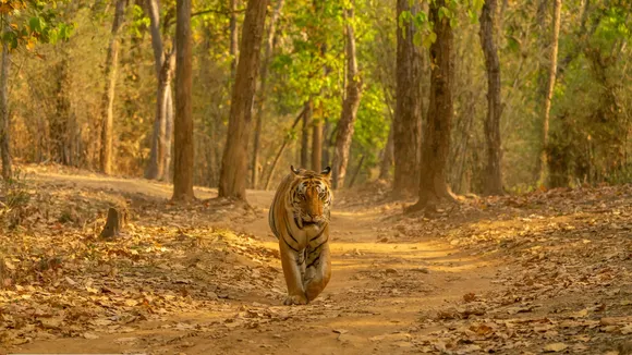 Wildlife
