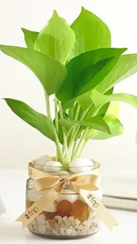 Thoughtful Green Gifts for World Environment Day