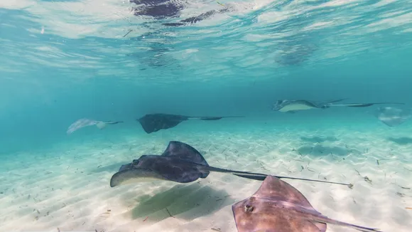 Bimini