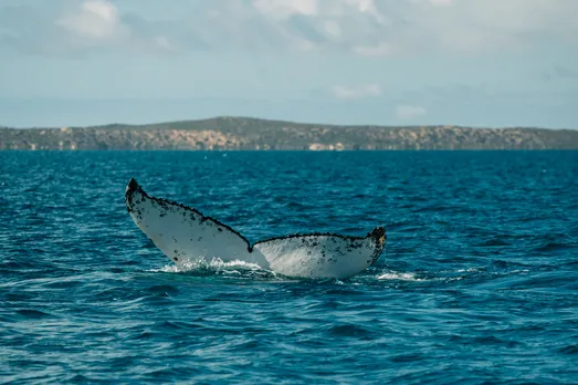 Australia’s Coral Coast- Humpback Whale